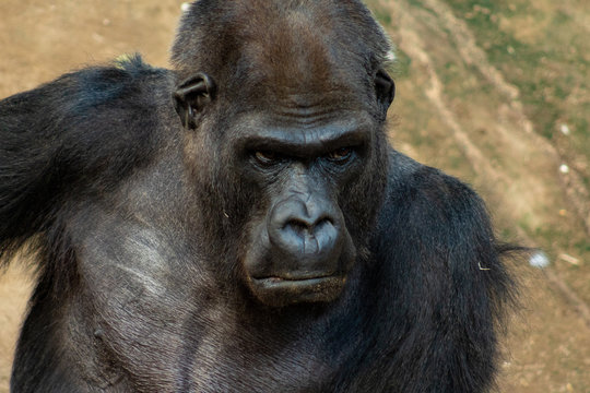 Gorilla Boss