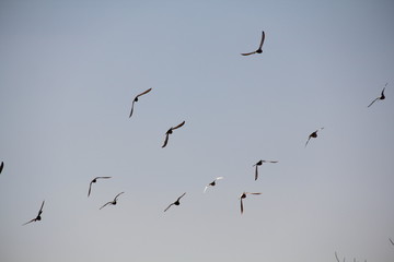 flock of birds in flight