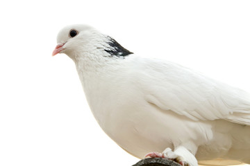 dove