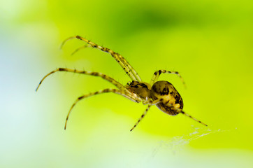 spider