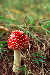 mushroom in autumn fores