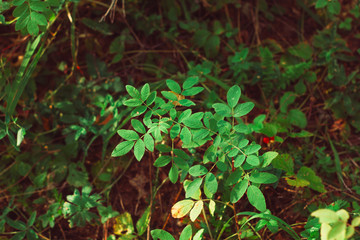 top view green bush in a forest