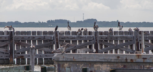 Fototapeta premium Pelicans Sitting on Fence by the Bay