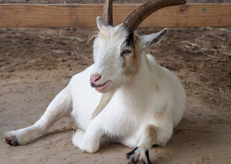 White Goat Resting in Barnyard