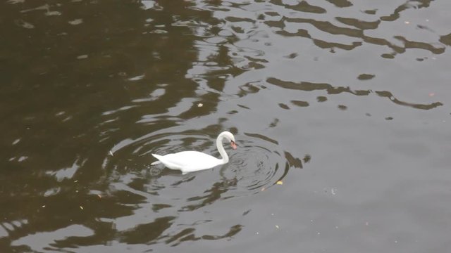 Mute Swan said most beautiful Regal bird because it effectively reveals fether and crucially swims.
