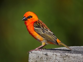 Red Fody bird - Foudia madagascariensis
