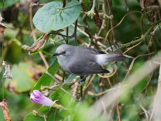 Gray waxbill bird perching in natural habitat