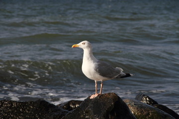 Möwe an der Ostsee
