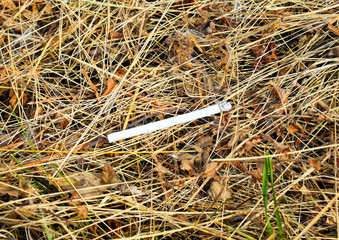 Forest fire. Careless handling of fire. Man sets fire to dry grass in the woods. Environmental protection. Fire. Burning match. A cigarette butt thrown into the grass.