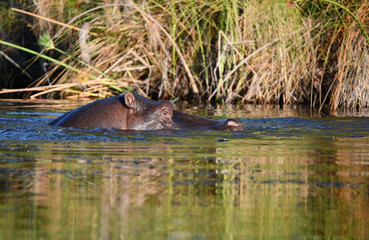 Nilpferd im Chobe River