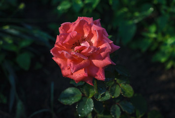 Beautiful rose