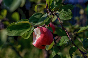 The bitten Apple