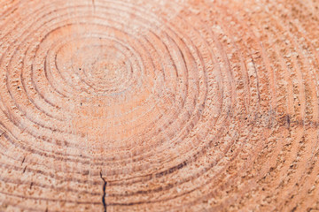 Natural dry pine wood