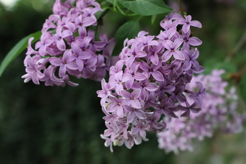 Blooming lilac in the garden on a natural background.