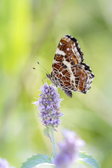 Araschia levana - Map butterfly resting on a flower