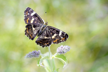 Araschia levana - Map butterfly resting on a flower