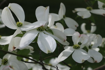 White magnolia flowers. Blossom magnolia tree flowers, close up branch, outdoor.