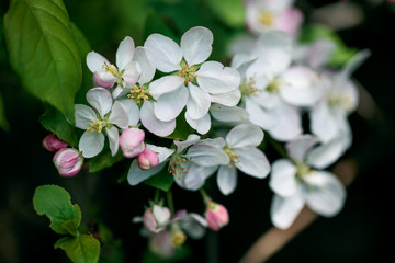 Naklejka na ściany i meble Soft white cherry blossoms in spring
