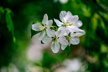Fototapeta premium Soft white cherry blossoms in spring