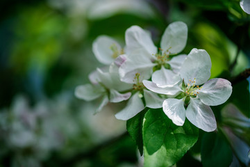 Soft white cherry blossoms in spring