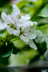 Obraz premium Soft white cherry blossoms in spring
