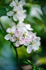 Obraz na płótnie Canvas Soft white cherry blossoms in spring