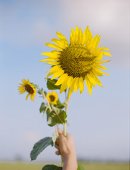Girasol al atardecer sobre cielo azul