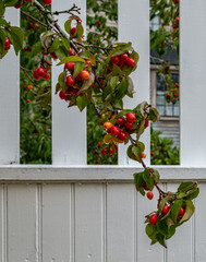 Red Berries - White Fence