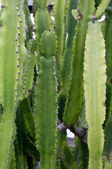 Cactus forest