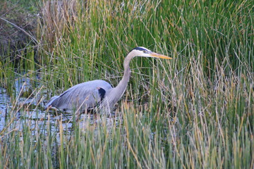 Great Blue Heron, birds, nature
