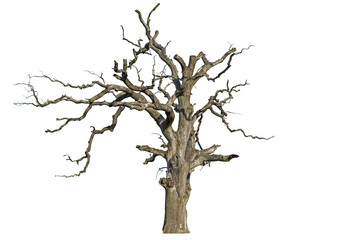 An old dead oak tree is isolated on a white background. Isolate the giant dead oak trees