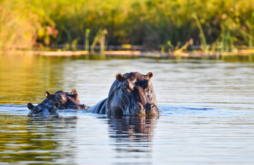 Fototapeta na wymiar Nilpferd im Chobe River