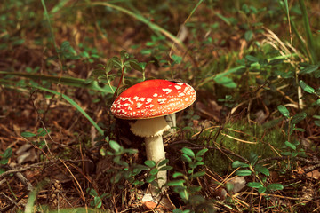 mushroom in autumn fores