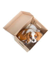 Poor spaniel puppy sitting in the cardboard box. View from top