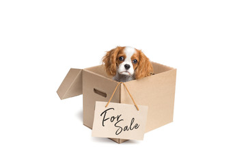 Adorable puppy in cardboard box with For sale sign