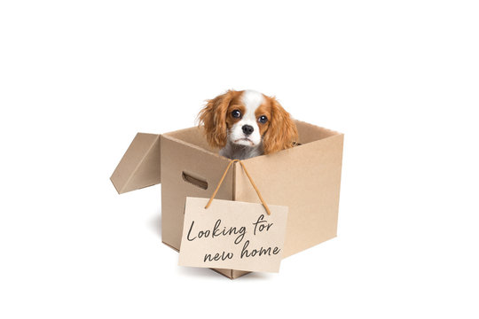 Puppy in cardboard box with "Looking for new home" sign. Isolated on white