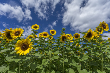 Fototapeta premium Sonnenblumen
