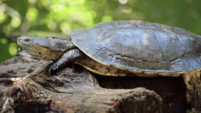 Lagoon turtle Phrynops hilarii