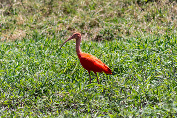 beautiful bird in beautiful nature