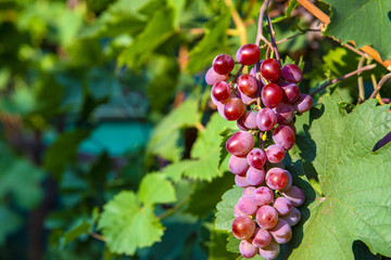 Grapes of large red grapes hang on a vine with green leaves in the garden in the open air with a pleasant warm light.