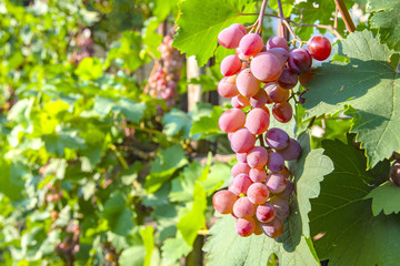 Grapes of large red grapes hang on a vine with green leaves in the garden in the open air with a pleasant warm light.