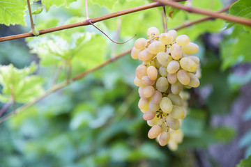 Grapes of large white grapes hang on a vine in the garden in the open air with a pleasant warm light.