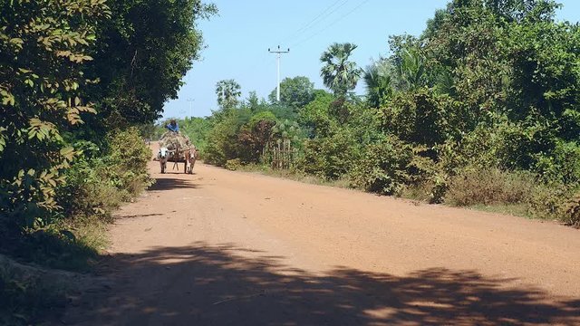armer riding an oxcart heavily loaded with rice straw on rural road