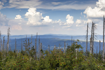 View to Dreisessel, Trojmezi and Trojmezna hills with forests destroyed by bark beetle infestation...