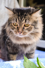 Portrait of fluffy cat