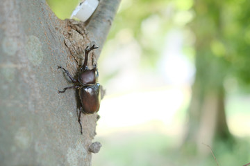 カブトムシのオス