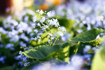 Summer blue flowers