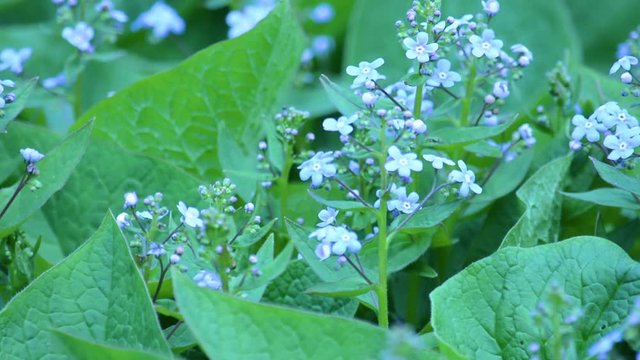 Myosotis sylvatica blue forget me not in the nature