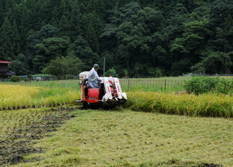 Fototapeta premium 稲刈りをする男性