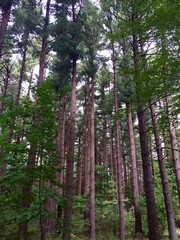 tall pine tree forest